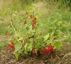 Ribes rubrum 1.jpg