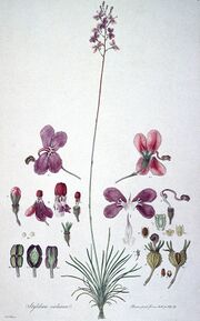Stylidiumviolaceum print.jpg