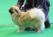 Tibetan spaniel 3 Narva CACIB 2014.JPG