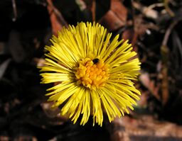 Tussilago farfara20100409 07.jpg