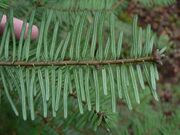 Abies grandis 01248.JPG