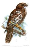 AegothelesInsignisKeulemans.jpg