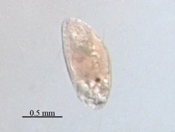 Balanus improvisus, cypris.jpg