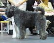 Bouvier des Flandres in Riga.JPG