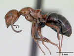 Camponotus lateralis casent0080857 profile 1.jpg
