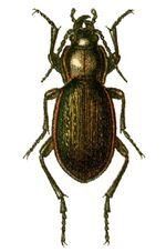 Carabus stscheglovi.jpg