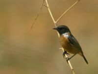 Cartaxo - Saxicola rubicola, Arrábida, Setúbal, Portugal.jpg