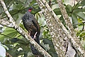 Cauca Guan.jpg
