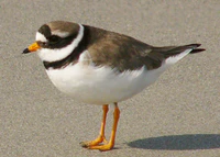Charadrius hiaticula He.jpg