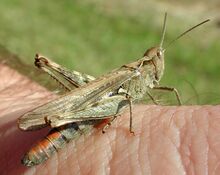 Chorthippus brunneus 7517.jpg