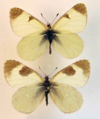 Euchloe tomyris.jpg
