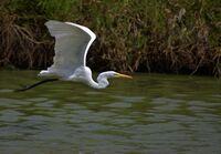 Flickr - Dario Sanches - GARÇA-BRANCA-GRANDE (Ardea alba).jpg