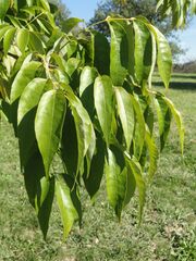 Fraxinus americana - University of Kentucky Arboretum - DSC09335.JPG