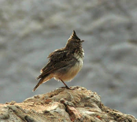 Galerida cristata Chaabi.jpg