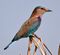 Indian Roller I2m IMG 9934.jpg