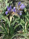 Iris glaucescens.jpg