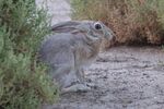 Lepus capensis arabicus.jpg
