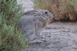 Lepus capensis arabicus.jpg