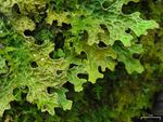 Lungwort (4504575158).jpg