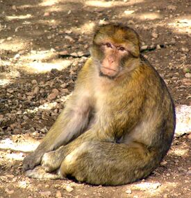 Macaca sylvanus Morocco 1.jpg