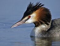 Podiceps cristatus 2.jpg