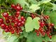 Red currant berries.JPG
