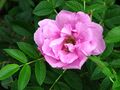 Rosa 'Pink Roadrunner' 01.JPG