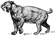 Saber Toothed Tiger (PSF).png