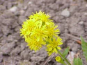 Solidago virgaurea minuta0.jpg