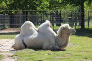 Trampeltier Camelus Ferus (210260211).jpeg
