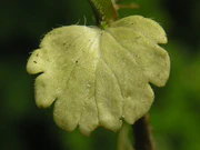 Veronica chamaedrys 3 beentree.jpg