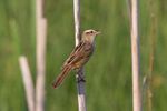 Aquatic Warbler (Acrocephalus paludicola) (14363772751).jpg