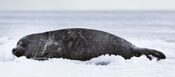 Baikal-seal 4747-pho.jpg