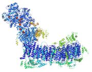Complex I from Yarrowia lipolytica.png