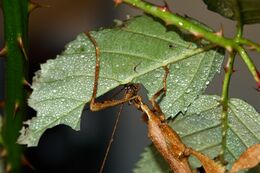 Extatosoma tiaratum 110.JPG