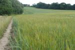 Footpath to Little Heath - geograph.org.uk - 916122.jpg
