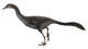 Halszkaraptor Restoration.png