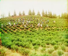 Harvesting tea in Chakva.jpg