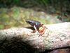 Mantella bernhardi 01.jpg