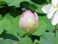 Nelumbo nucifera nucifera4.jpg