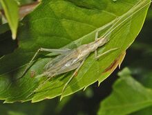 Oecanthidae - Oecanthus pellucens-01.JPG