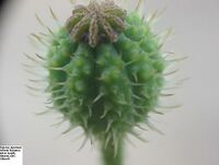 Papaver hybridum fruto.jpg