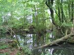 Pond, Northaw Great Wood - geograph.org.uk - 448401.jpg