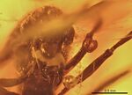 Protomyrmica atavia BMNHP65422 head.jpg