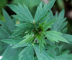 1024 Hoher Rittersporn (Delphinium elatum)-2088.jpg