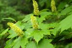Acer ukurunduense (200707).jpg