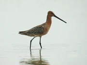 Asian Dowitcher, Dayuan, Taoyuan County, Taiwan 6436.jpg