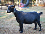 Australian Miniature Goat Bouncing Hooves Elle McPherson.jpg