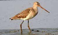 Black-tailed Godwit Limosa limosa by Dr. Raju Kasambe DSCN0795.jpg