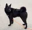 BlackNorwegianElkhound.jpg